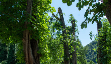 Sieben Bäume gefällt: Kompromiss für Sicherheit und Natur