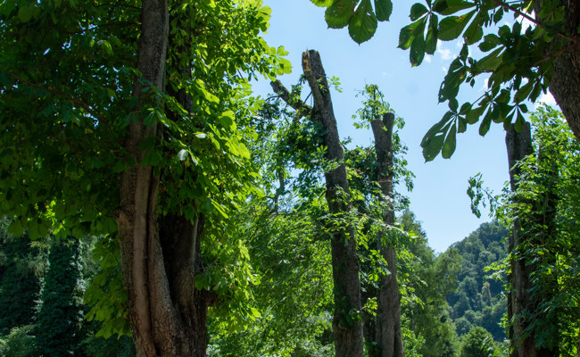 Sieben Bäume gefällt: Kompromiss für Sicherheit und Natur