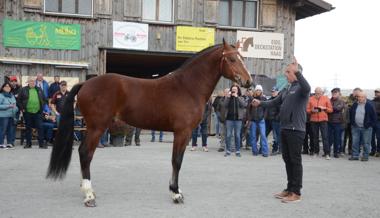 Pferdezuchtsaison hat begonnen