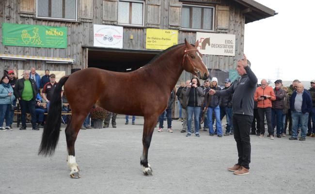 Pferdezuchtsaison hat begonnen