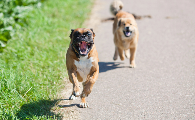 Tierschutzbeauftragter warnt: Zu viele unkontrollierte Hunde in der Region