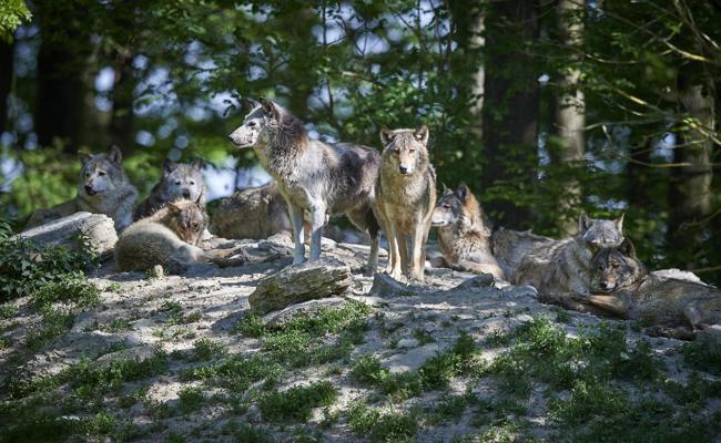 Ein wilder Tourismuscoup: Das Wolfsrudel vom Gamserrugg zieht in den Kanton Graubünden
