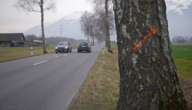 Jetzt werden die Alleebäume gefällt – und teilweise später ersetzt