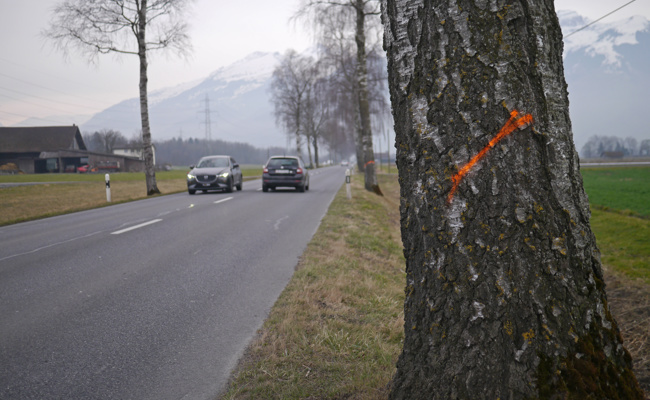 Jetzt werden die Alleebäume gefällt – und teilweise später ersetzt