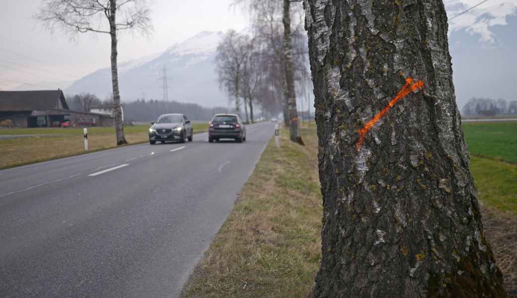 Diese Woche geht es den markierten Bäumen an den Kragen. 