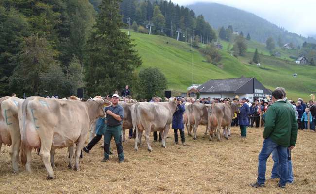 Soraya überstrahlt alle an der Jubiläumsschau in Alt St.Johann