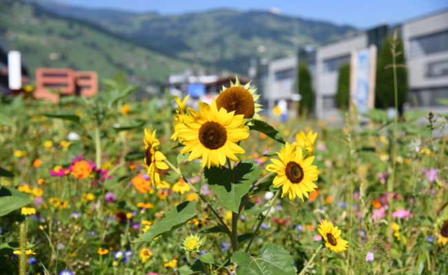 Gemüsebauorganisation will mit Nachhaltigkeitsprojekt einen Beitrag an die Umwelt leisten