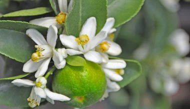 Gartentipp: Worauf bei der Pflege von Zitruspflanzen geachtet werden sollte