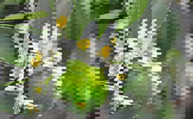 Gartentipp: Worauf bei der Pflege von Zitruspflanzen geachtet werden sollte