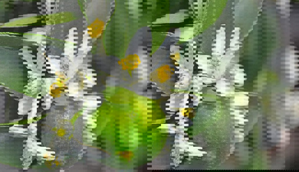  Nicht nur die Früchte duften, auch die Blüten verbreiten tropische Stimmung. 