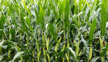 Eröffnungstermin für Maislabyrinth weiterhin ungewiss