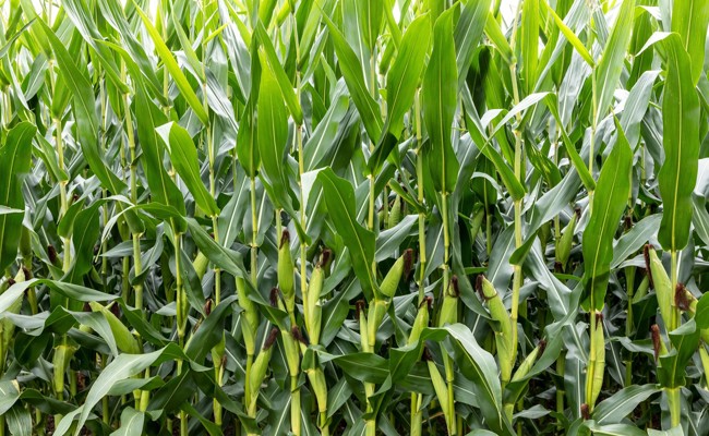 Eröffnungstermin für Maislabyrinth weiterhin ungewiss