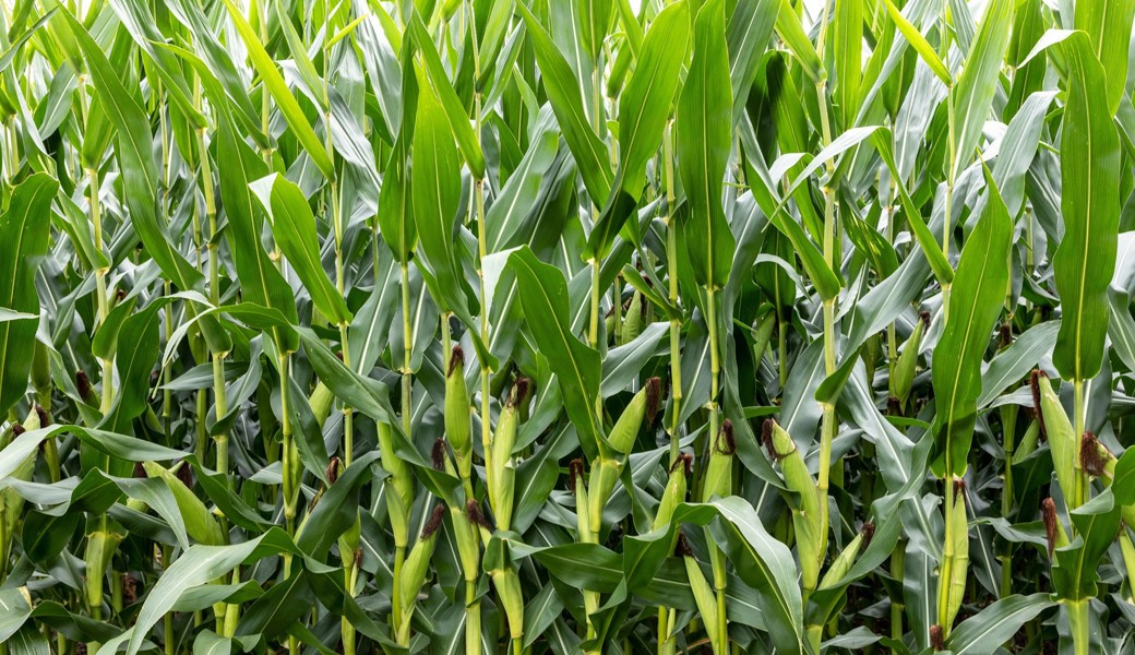 So kräftig soll der neue angesäte Mais nach dem Willen der RhyLa-Organisatoren wachsen.