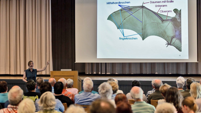 Beeindruckend: Der Grossteil der Flügel einer Fledermaus sind ihre Hände!