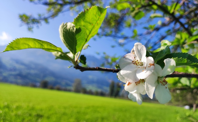 Für einmal blühen Bäume im Spätsommer