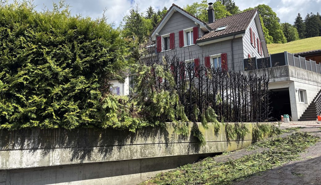 Die Thujen brannten wie Zunder.