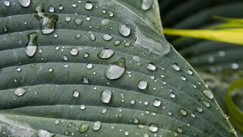  Bewässerung ist gut - doch Regen ist besser. 