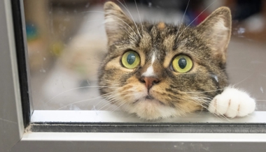 Bundesrat will, dass alle Katzen gechippt werden