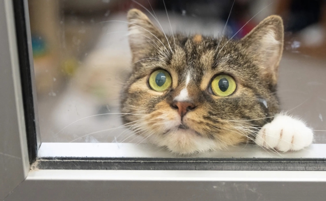 Bundesrat will, dass alle Katzen gechippt werden