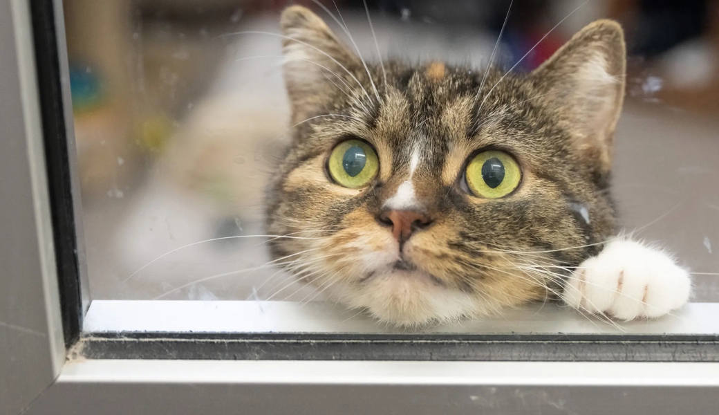 Katzen sollen bald zwangsweise mit einem Chip versehen werden. 