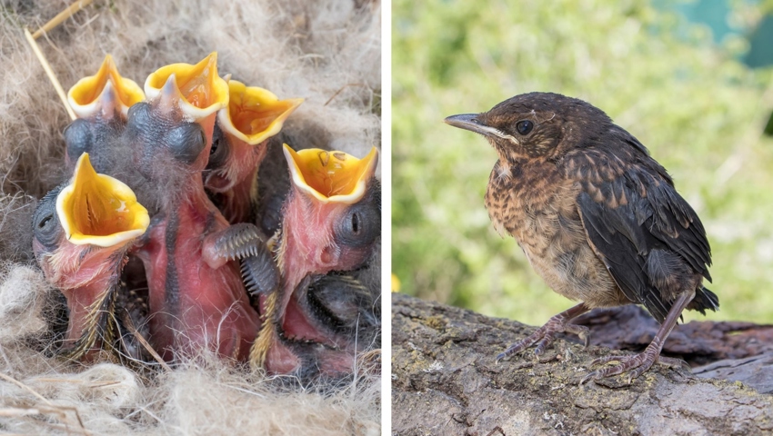 Links: Nestling – nackt oder nur mit Daunen bedeckt, sitzt auf den Beinen und bewegt sich kaum. Rechts: Ästling – bereits fast vollständig befiedert, steht auf den Füssen, flattert und hüpft. Je nachdem, ob es sich um einen Nestling oder einen Ästling handelt, ist ein unterschiedliches Vorgehen gefragt. 