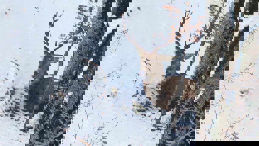  Wenn Hirsche in ihrer Winterruhe gestört werden, fahren sie ihren Kreislauf schlagartig hoch. Das kostet viel Energie. 