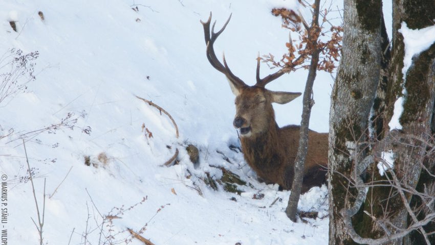  Wenn Hirsche in ihrer Winterruhe gestört werden, fahren sie ihren Kreislauf schlagartig hoch. Das kostet viel Energie. 