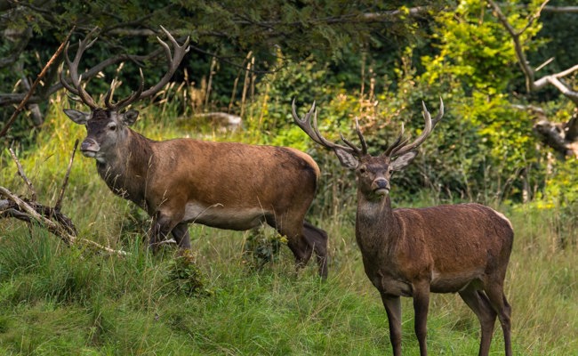 Jägerinnen und Jäger wehren sich gegen verordnete Jagdruhepause