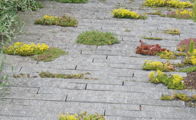 Gartentipp: Not zur Tugend gemacht mit Lebensraum zwischen den Steinen