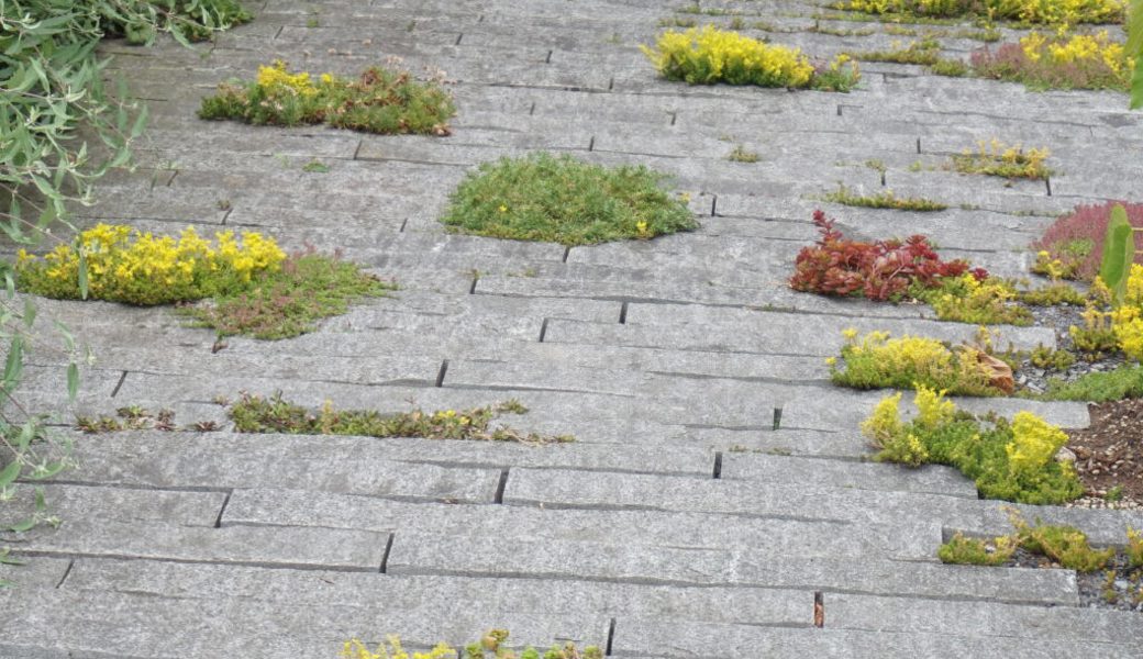  Sogar in den kleinsten Fugen zwischen Platten wachsen genügsame Pflanzen. 