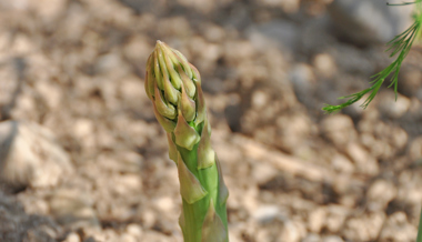 Der Spargel ist der König unter den Gemüsen