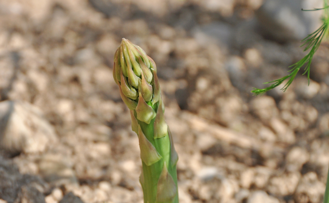 Der Spargel ist der König unter den Gemüsen