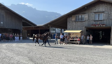 Pferdeversicherung: Solide Finanzierung ist weiterhin gewährleistet