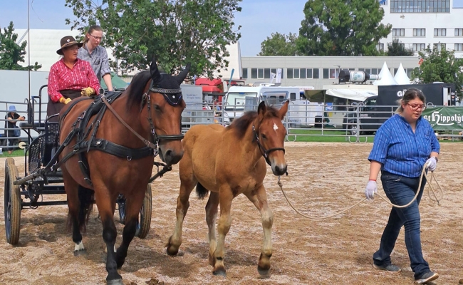 Schweizer Pferderasse im Ausland präsentiert