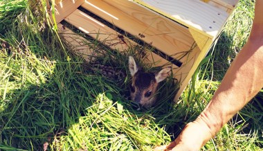 Rehkitzrettung: Kooperation der Landwirte ist entscheidend