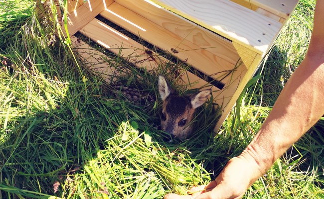 Rehkitzrettung: Kooperation der Landwirte ist entscheidend