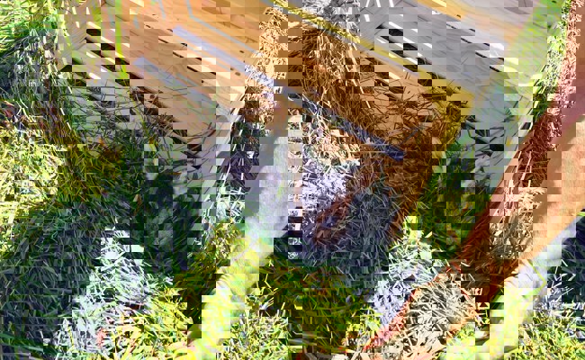 Rehkitzrettung: Kooperation der Landwirte ist entscheidend