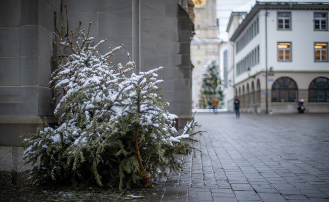 Entsorgt oder weiterverwendet: Des Christbaums letzte Wege