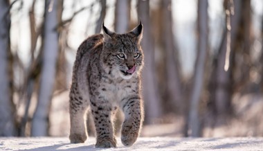 Schon der Geruch eines Luchses oder Wolfes vermindert den Verbiss