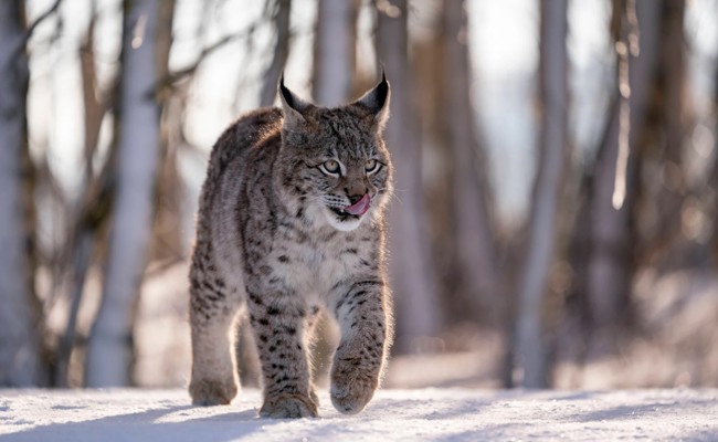 Schon der Geruch eines Luchses oder Wolfes vermindert den Verbiss