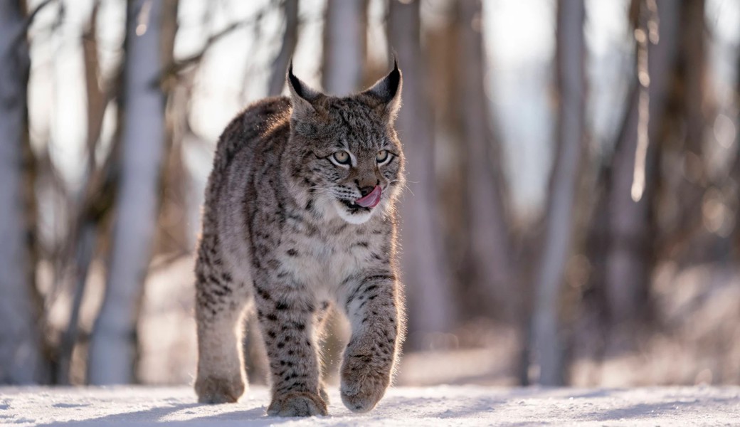 Schon der Geruch eines Luchses oder Wolfes vermindert den Verbiss