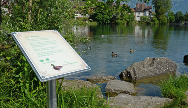 «Gezeichnet, die Enten» – Stadt Buchs versucht es mit Humor