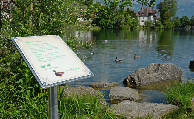 «Gezeichnet, die Enten» – Stadt Buchs versucht es mit Humor