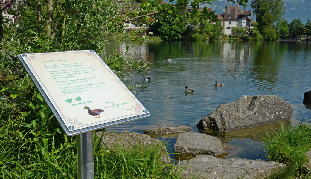 «Gezeichnet, die Enten» – Stadt Buchs versucht es mit Humor