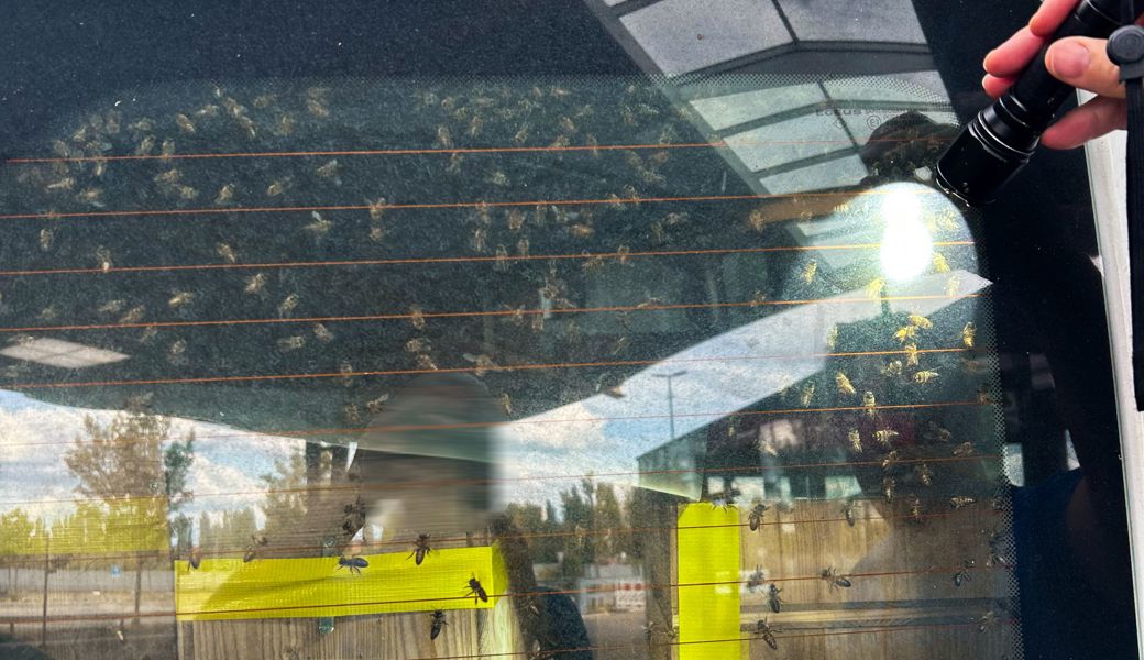 40 Bienenvölker am Zoll zurückgewiesen