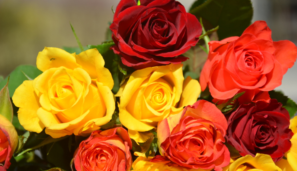 Rosenverkauf am Aktionstag für das Recht auf Nahrung