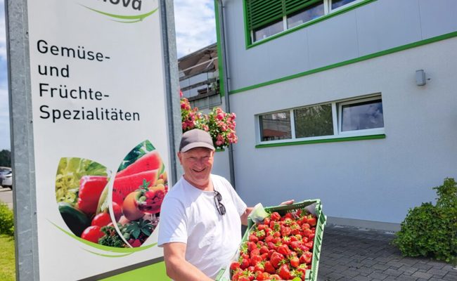 50 Kilogramm bereitgestellt: Zum Ernteschluss gibt es am Sonntag kostenlos Erdbeeren für Kinder