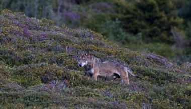 Der Wolf ist zurück: Doch die Landwirte wollen ihn hier nicht haben