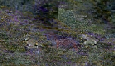 Der Wolf ist zurück: Doch die Landwirte wollen ihn hier nicht haben