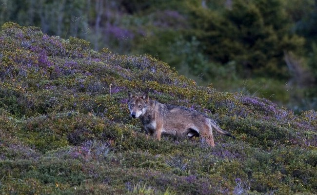 Der Wolf ist zurück: Doch die Landwirte wollen ihn hier nicht haben
